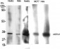 AKR1A1 Polyclonal Antibody