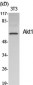 Akt1 Polyclonal Antibody