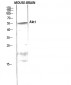 Akt1 Polyclonal Antibody