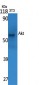 Akt Polyclonal Antibody