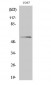 Akt Polyclonal Antibody