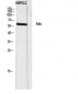 Akt Polyclonal Antibody