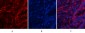 Akt1 Polyclonal Antibody