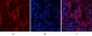 Akt1 Polyclonal Antibody