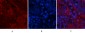 Akt1 Polyclonal Antibody