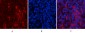 Akt1 Polyclonal Antibody