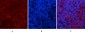 Akt1 Polyclonal Antibody