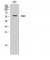 Akt1 Polyclonal Antibody