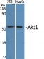 Akt1 Polyclonal Antibody