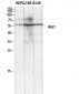 Akt1 Polyclonal Antibody