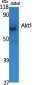 Akt1 Polyclonal Antibody