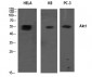 Akt1 Polyclonal Antibody