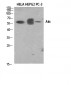 Akt1 Polyclonal Antibody