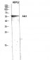 Akt1 Polyclonal Antibody