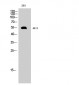 Akt1 Polyclonal Antibody