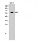 Akt1 Polyclonal Antibody