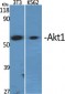 Akt1 Polyclonal Antibody