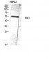 Akt1 Polyclonal Antibody