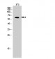 Akt2 Polyclonal Antibody