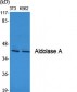 Aldolase A Polyclonal Antibody