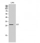 ALY Polyclonal Antibody