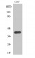 AMID Polyclonal Antibody