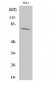 Amphiphysin I Polyclonal Antibody