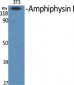 Amphiphysin I Polyclonal Antibody