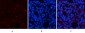 AMPKα1 Polyclonal Antibody