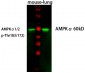 AMPKα1 Polyclonal Antibody