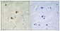 AMPKβ1 Polyclonal Antibody