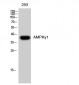 AMPKγ1 Polyclonal Antibody