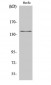 Amyloid-β Polyclonal Antibody