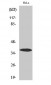 Annexin I Polyclonal Antibody