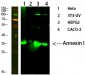 Annexin I Polyclonal Antibody