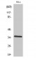 Annexin II Polyclonal Antibody