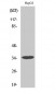 Annexin III Polyclonal Antibody