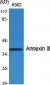 Annexin III Polyclonal Antibody