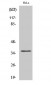 Annexin X Polyclonal Antibody