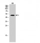 AP-1 Polyclonal Antibody