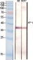 AP-1 Polyclonal Antibody