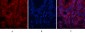 AP-1 Polyclonal Antibody