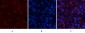 AP-1 Polyclonal Antibody