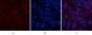 AP-1 Polyclonal Antibody