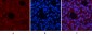 AP-1 Polyclonal Antibody