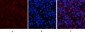 AP-1 Polyclonal Antibody