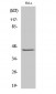 AP-1 Polyclonal Antibody