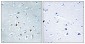 AP-2γ Polyclonal Antibody