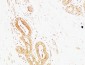 AP-2γ Polyclonal Antibody