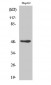 AP-2γ Polyclonal Antibody